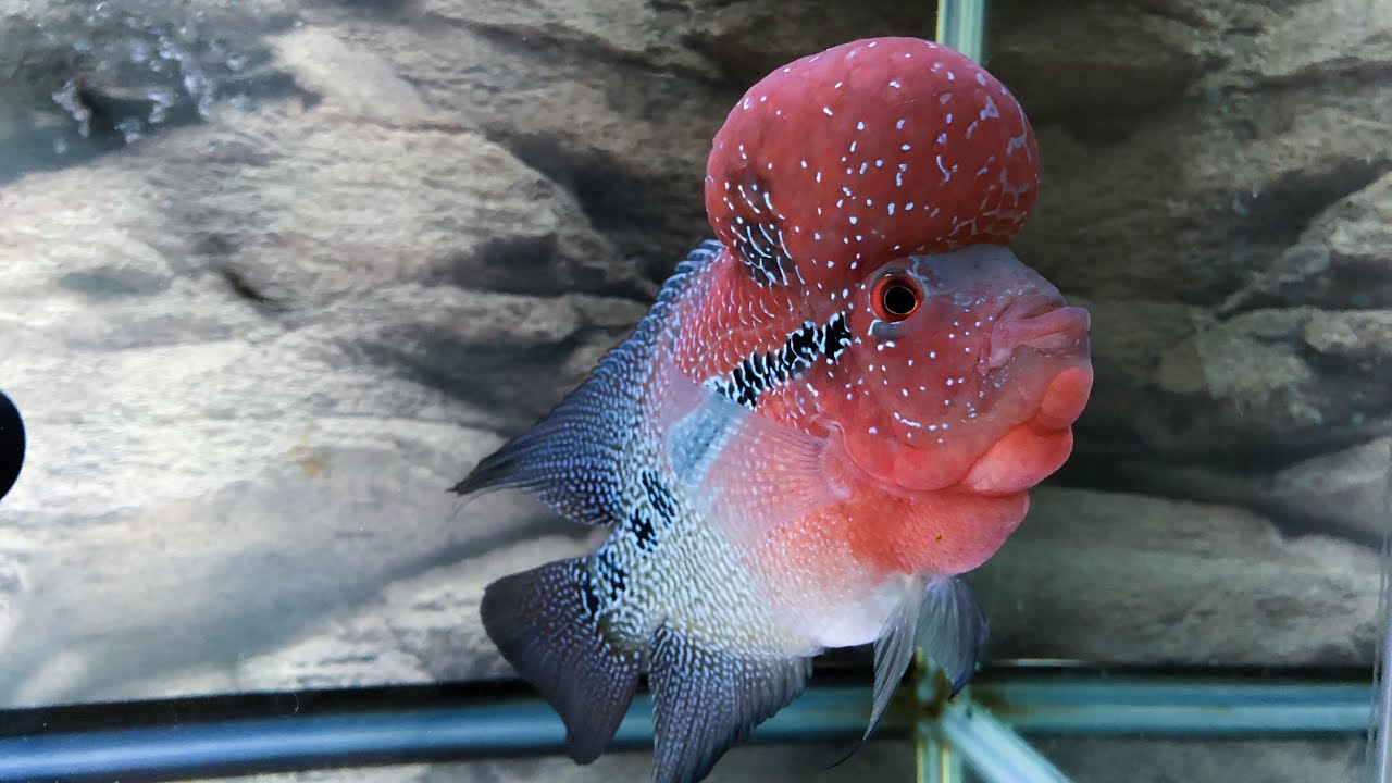 HOW I WATER CHANGE MY TANK / DO’S and DON’TS WHEN WATER CHANGING