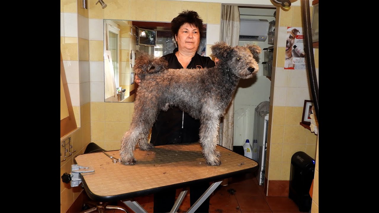 Felnőtt pumi kozmetikai ellátása