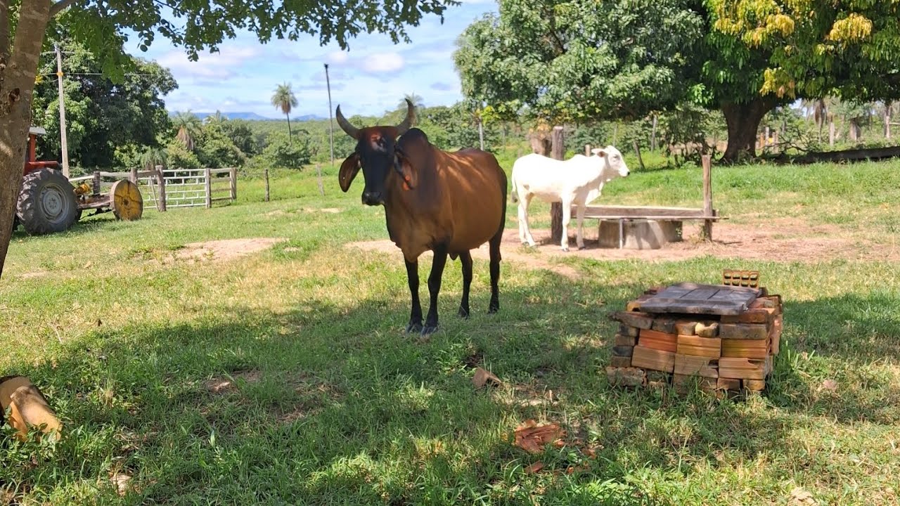 Nosso domingo na chácara.