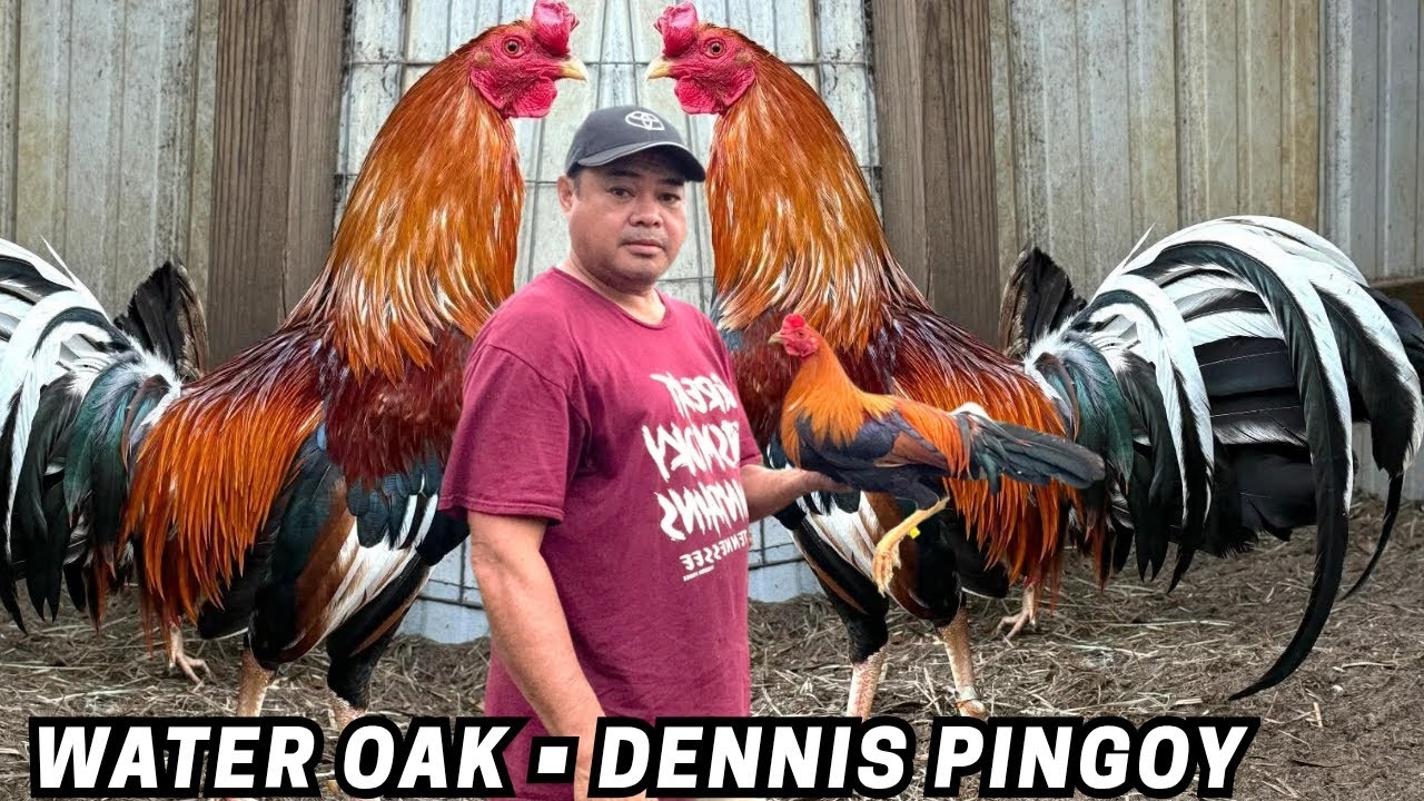 DENNIS PINGOY - Feeding Time Indoor Breeding Pens - Shape Chicken Coop Outdoor Indoor 