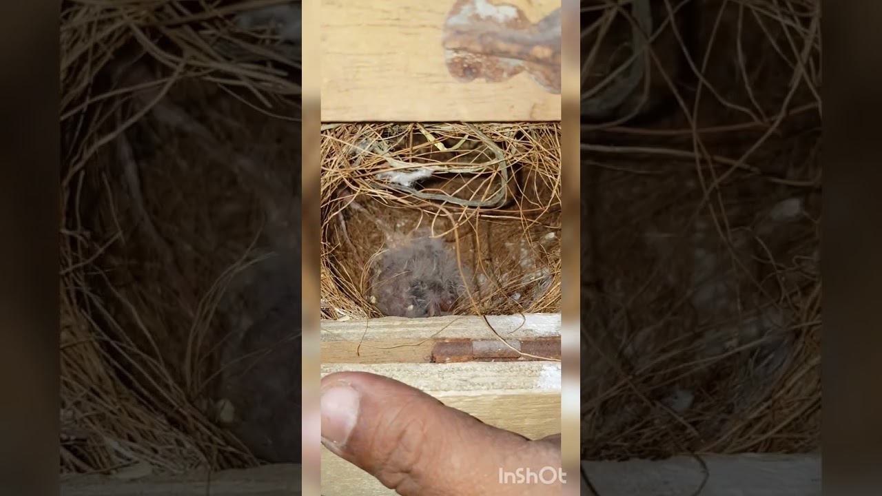 Finches Eggs and Dead in shell Problems how to cure chicks... #petsvlog #zebrafinchs...