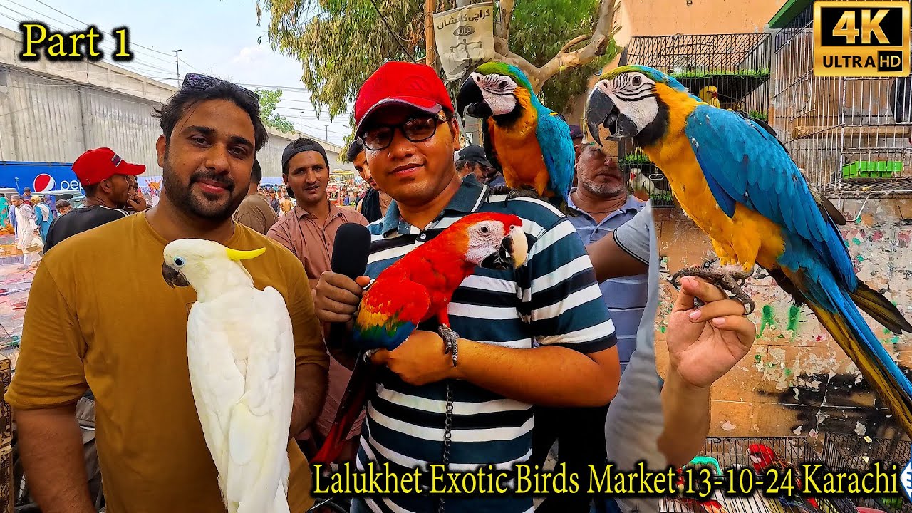 Lalukhet Exotic Birds and Parrots Market 13-10-24 Latest Updates | Hen and Rooster and Chicks