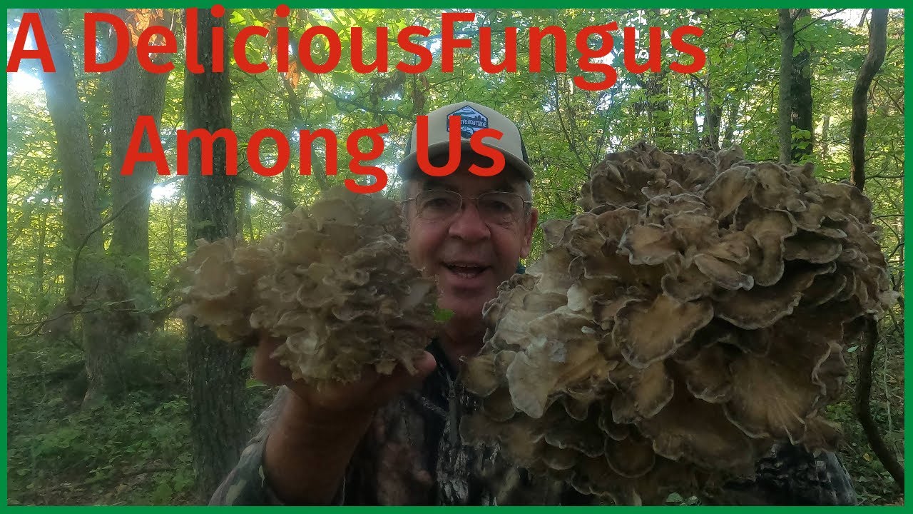 Hen of the Woods! Ozarks' Best Fall Mushroom