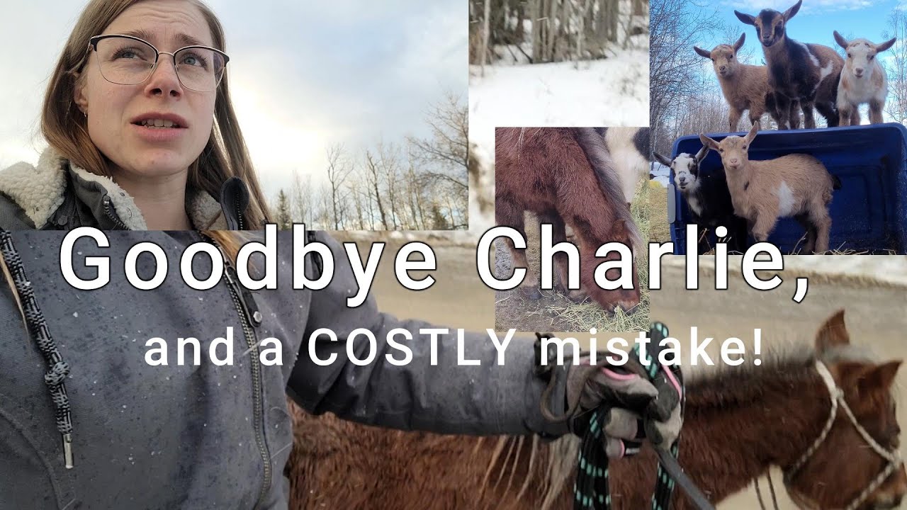 Shattered...Costly Mistake On The Farm | Charlie's New Farm! | Small Farm Vlog | Adorable Goat Kids