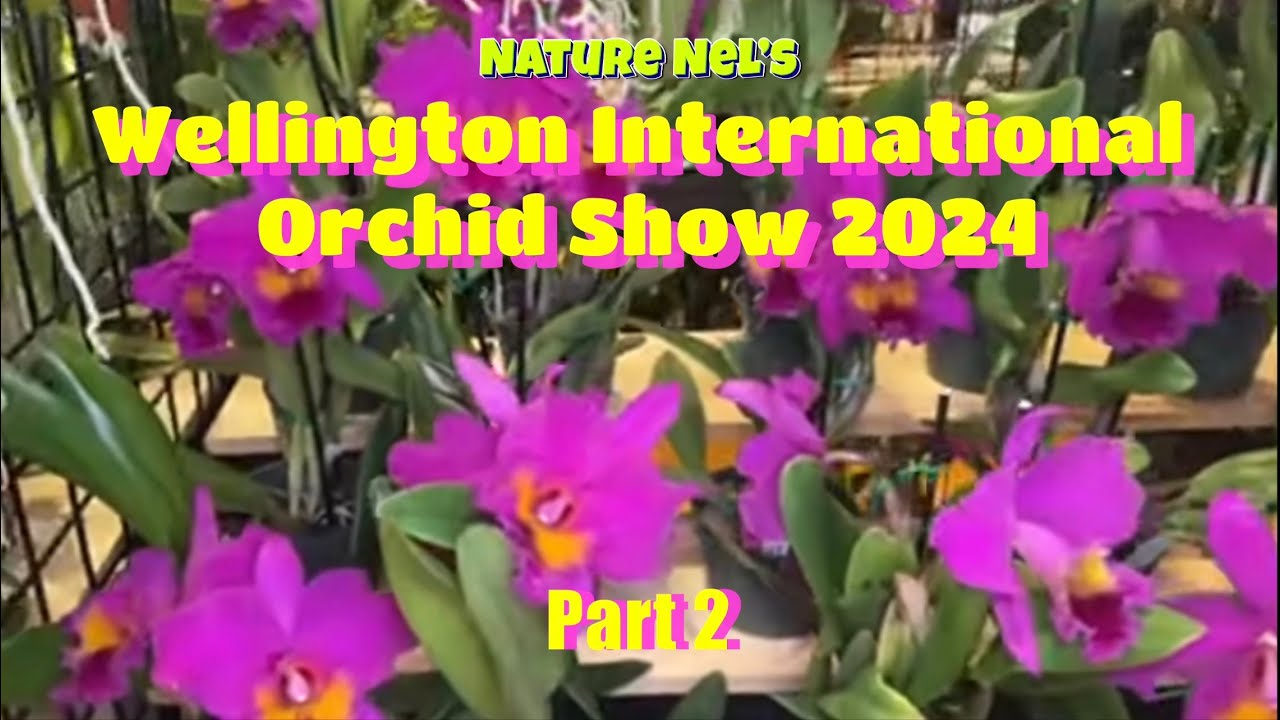 WELLINGTON INTERNATIONAL ORCHID SHOW 2024 part 2. Continued tour of an amazing orchid and plant show