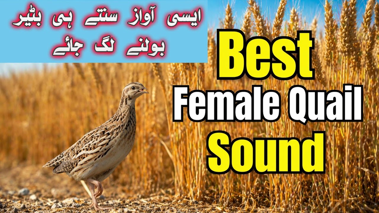 Best female quail sound 2026 | Awaz batair