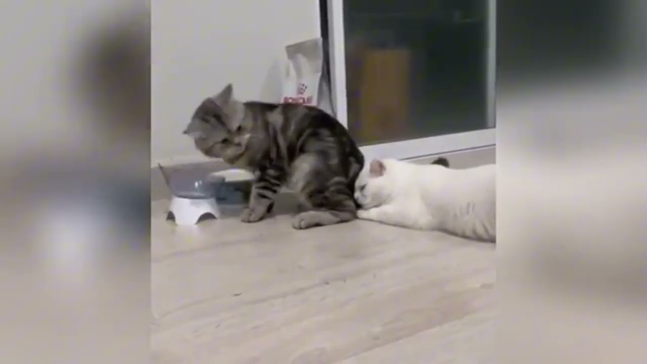 🔥🔥👍Feline and Canine Pranks Collection of Funniest Videos🔥🔥  #kitties #dogs #pets #animals