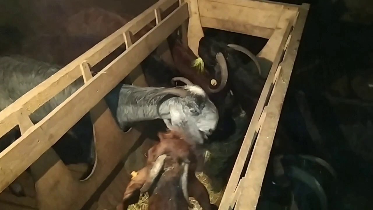 Hidroponik yemlərin hazırlanması və heyvandarlıqda istifadəsi ( keçi yem rasyonu, xəsil yem )