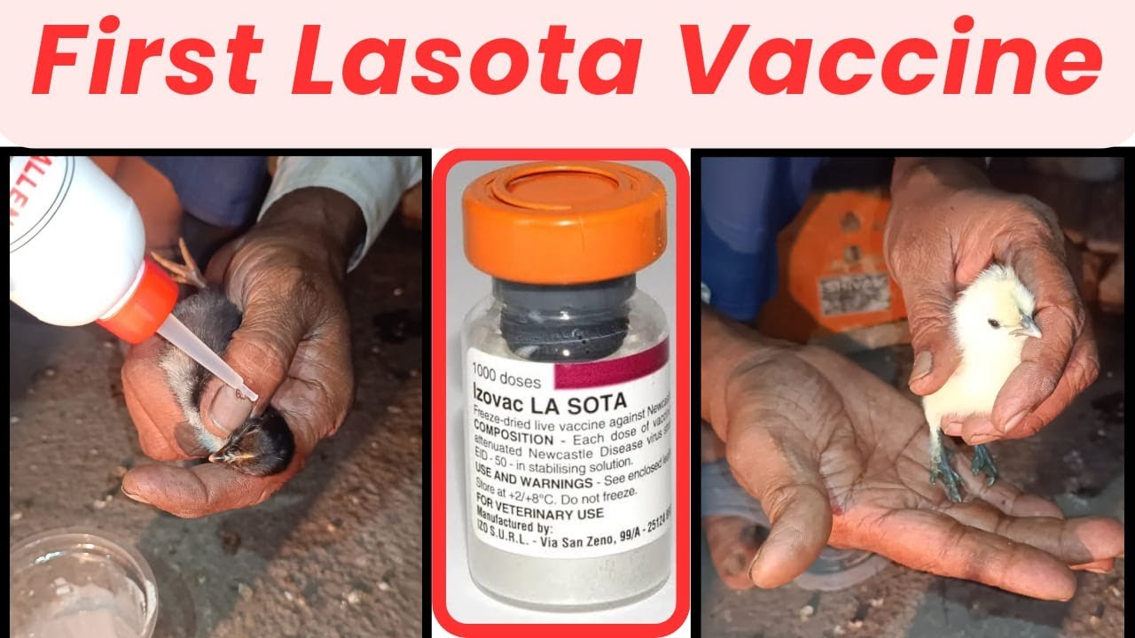 Lasota Vaccine | Star Hatchery