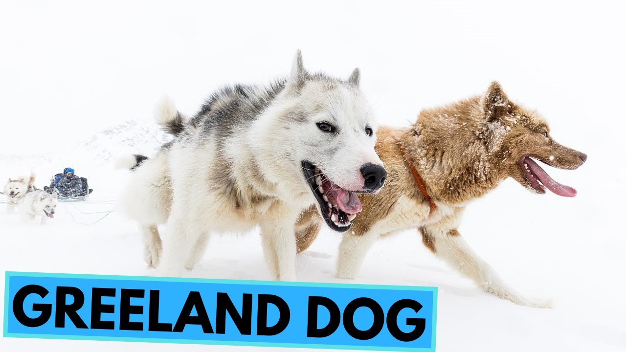 Greenland Dog - TOP 10 Interesting Facts