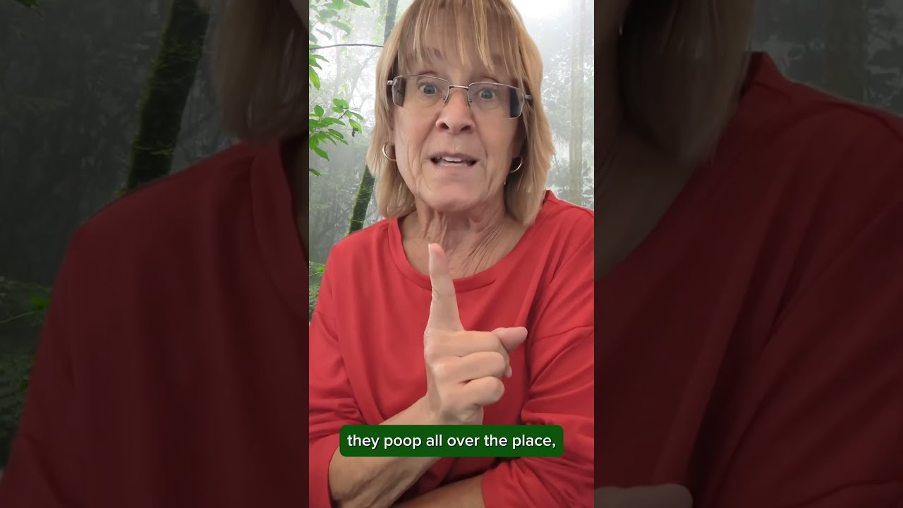 How Can Poop Restore Our Rainforests? #science #classroom #teachers #teachingresources