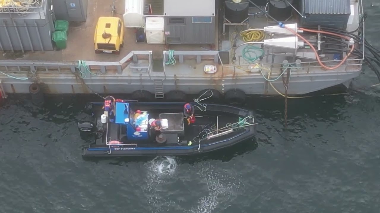 Abolish Salmon Farming