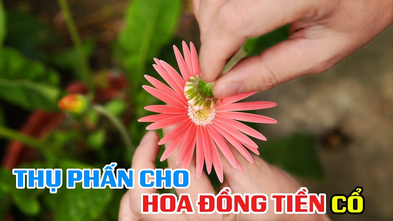 Thụ phấn cho Hoa Đồng Tiền cổ để lấy hạt nhân giống