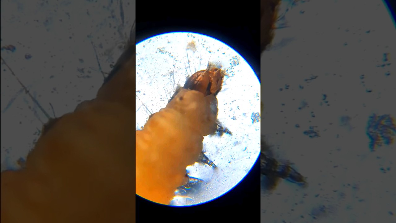 Coconut water 😵🥴Under microscope (Surprise) #shorts #experiment #science