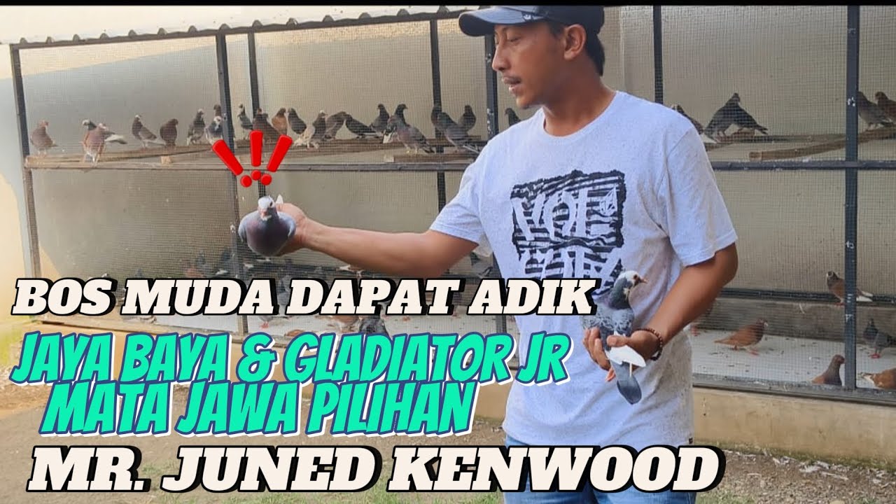 🔴 SULTAN MUDA BORONG ADIK JAYA BAYA &  GLADIATOR JR ❗ PURWOREJO GAWAT ❗