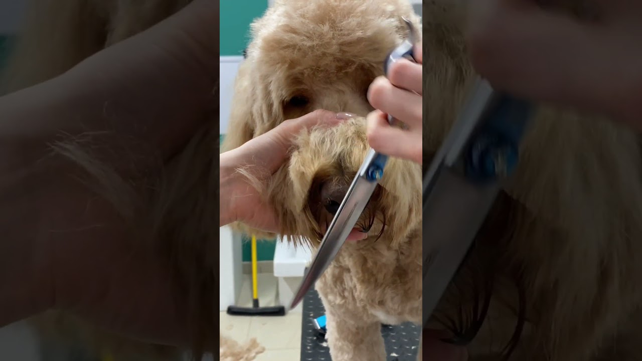 Doodle face trim