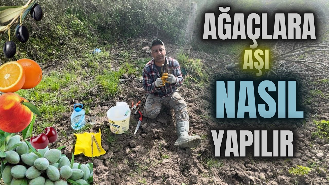 Ağaçlarda Aşı Nasıl Yapılır?  #budama #erenvural #zeytinbudama