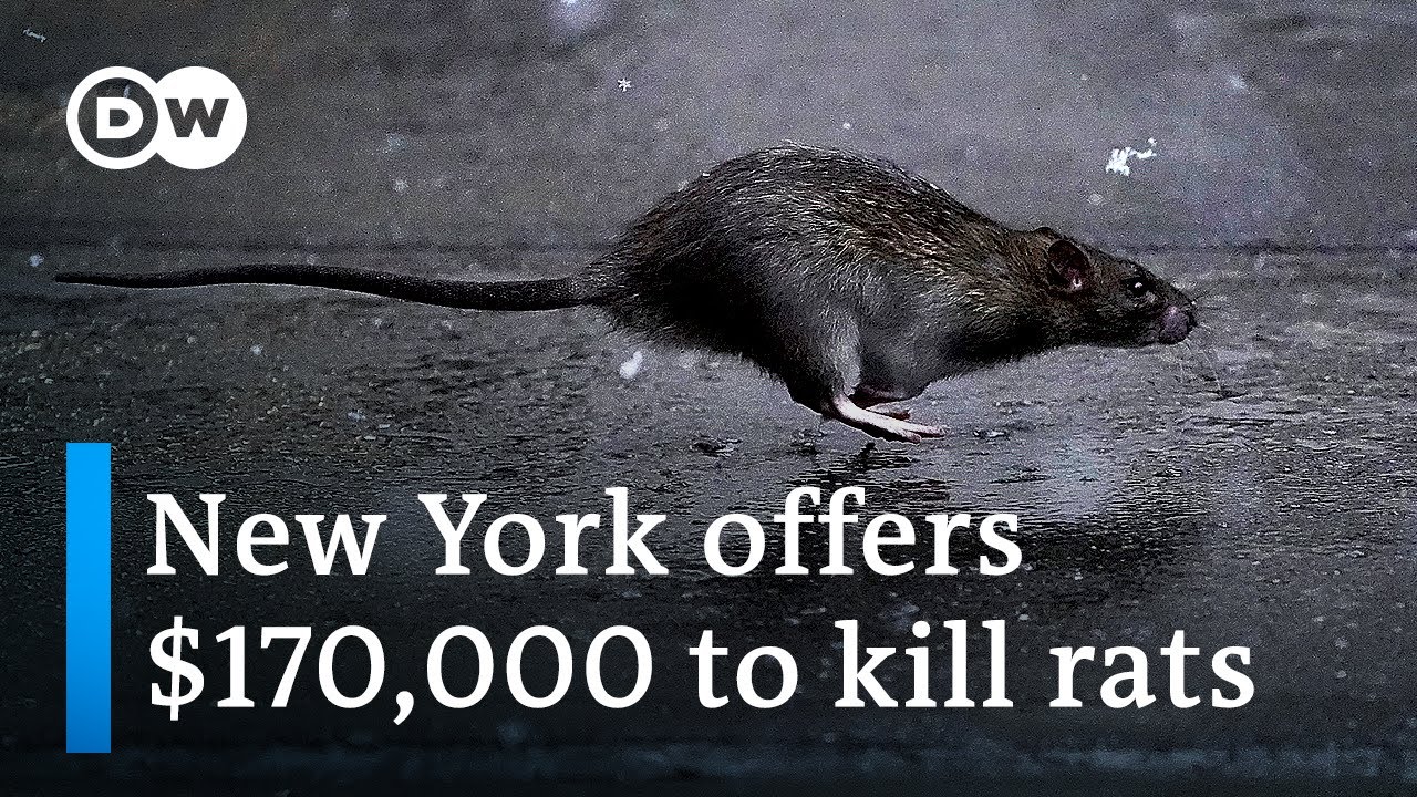 New York seeks 'rat czar' to cull exploding rodent population | DW News