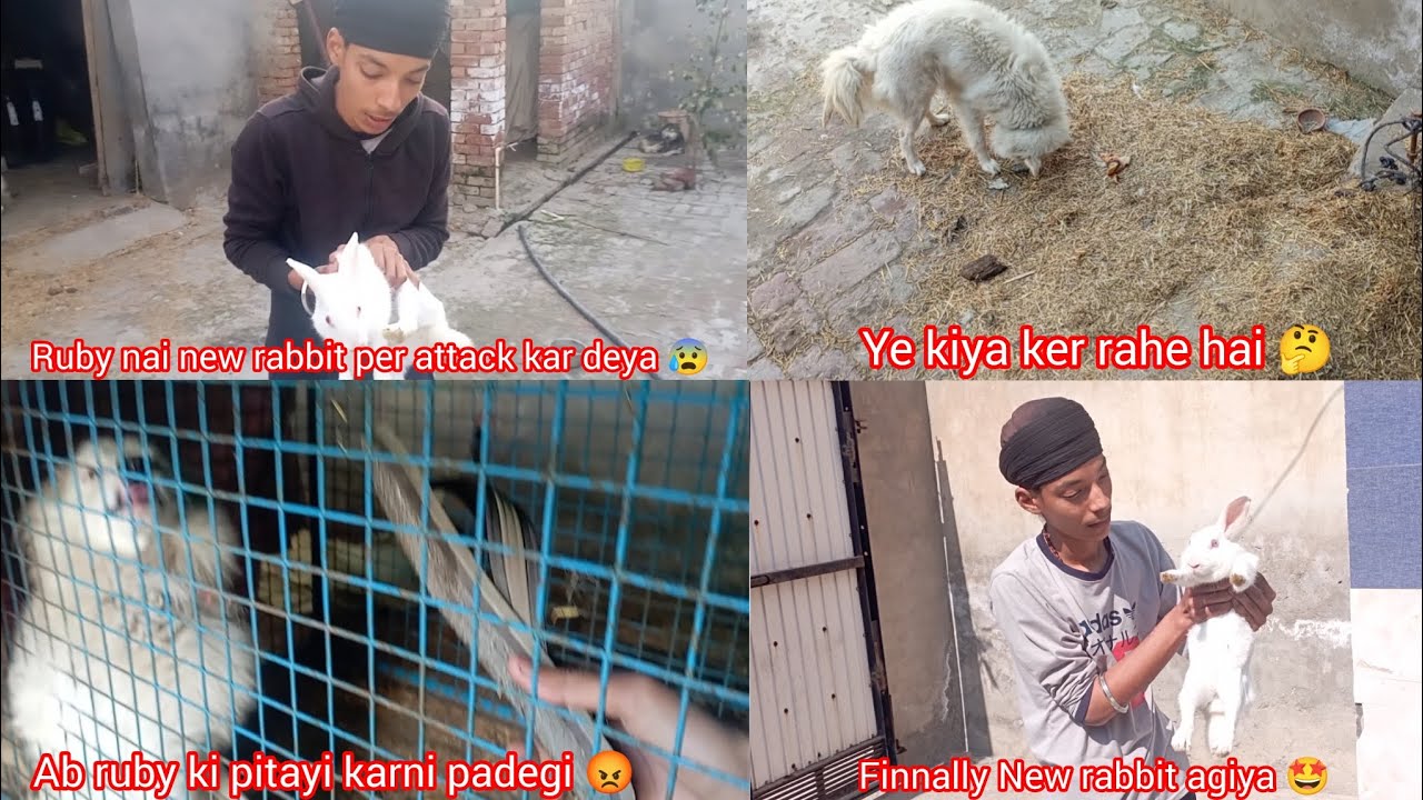 Ruby nai new rabbit per attack kar deya 😰 Ab ruby ki pitayi karni padegi 😡|| New rabbit agiya 🤩