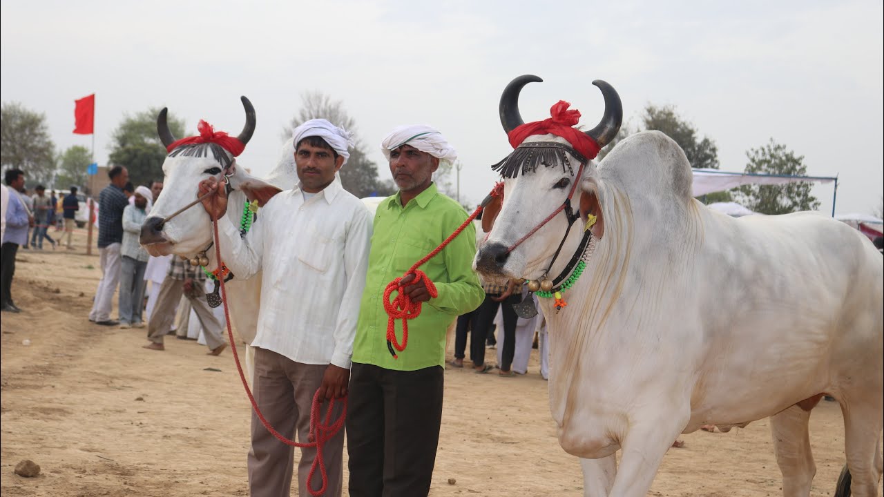 Haryana Bullocks At Barsola(Jind)Haryana
