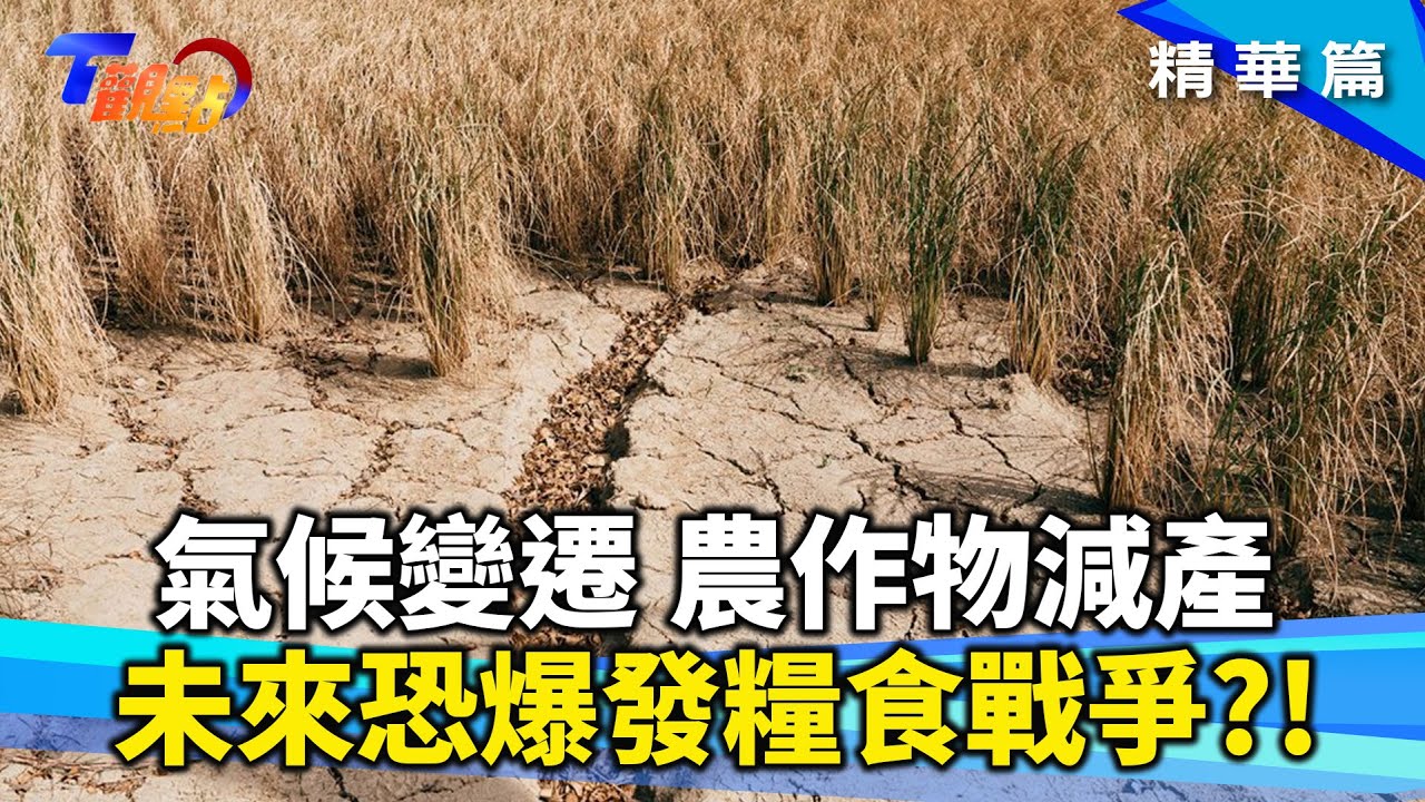 颱風菜價飆 日本鬧米荒 氣候變遷糧食減產 未來恐爆發糧食戰爭？手搖飲王國 面臨茶葉減產危機！ 嘉大改良耐旱米 不只省水還減碳 ! T觀點 20241109 (1/3)