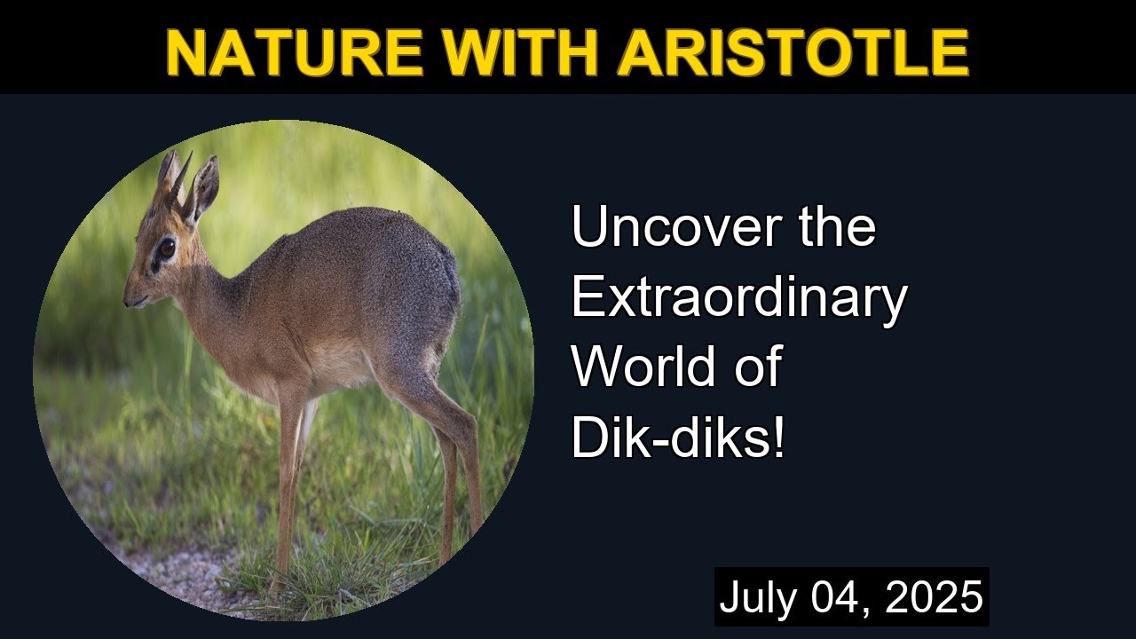 Uncover the Extraordinary World of Dik-diks! | Nature with Aristotle
