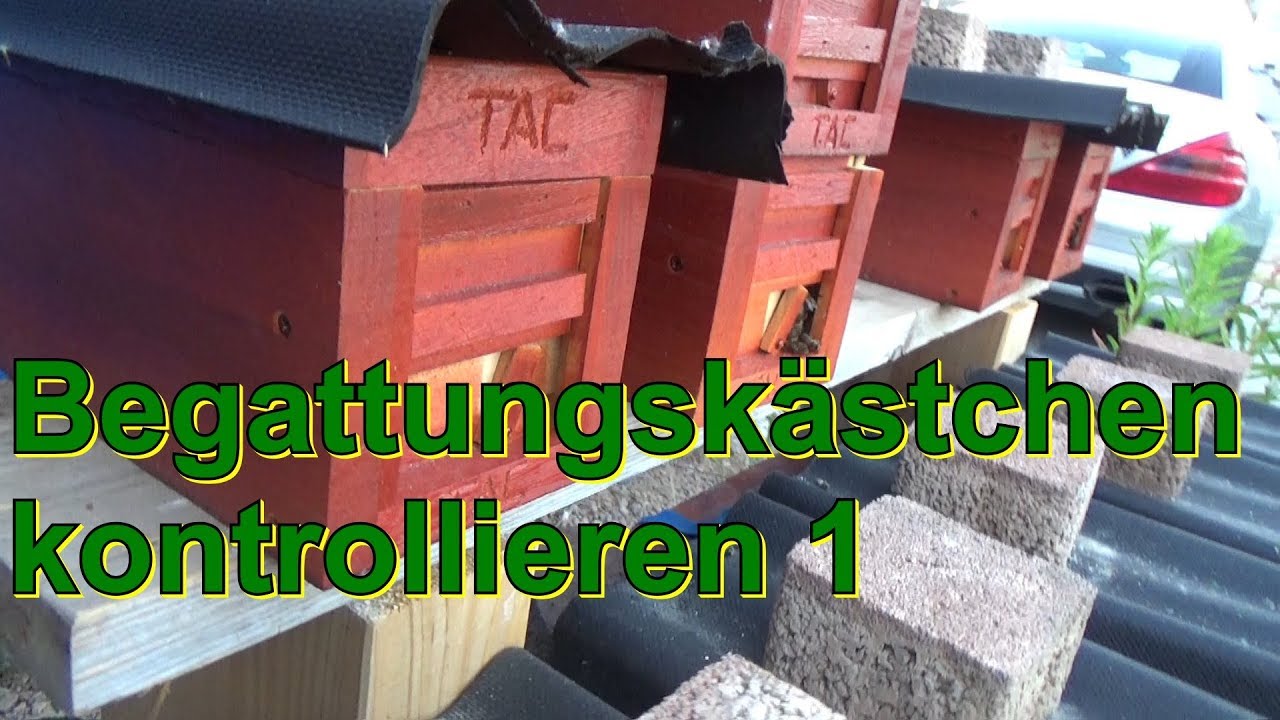 Begattungkästchen kontrollieren1