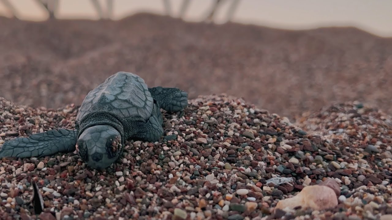 Volunteers Protecting Sea Turtles in Greece (Ελ.υπότιτλους)