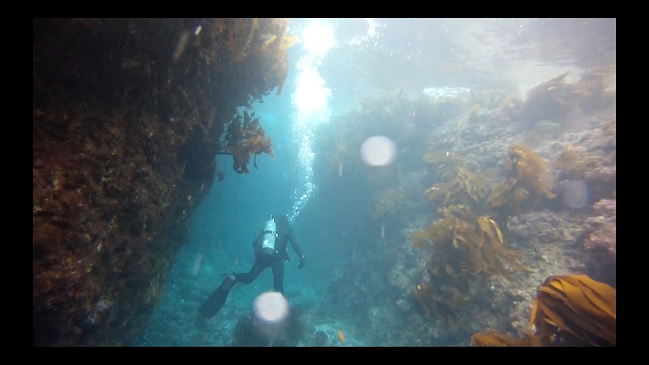 Laguna Beach Scuba Diving - Shaw's Cove in December