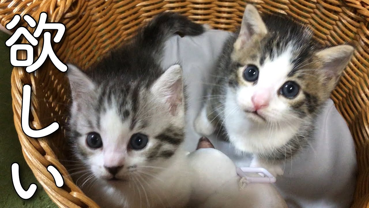 離乳食に必死な子猫の反応がこちらです