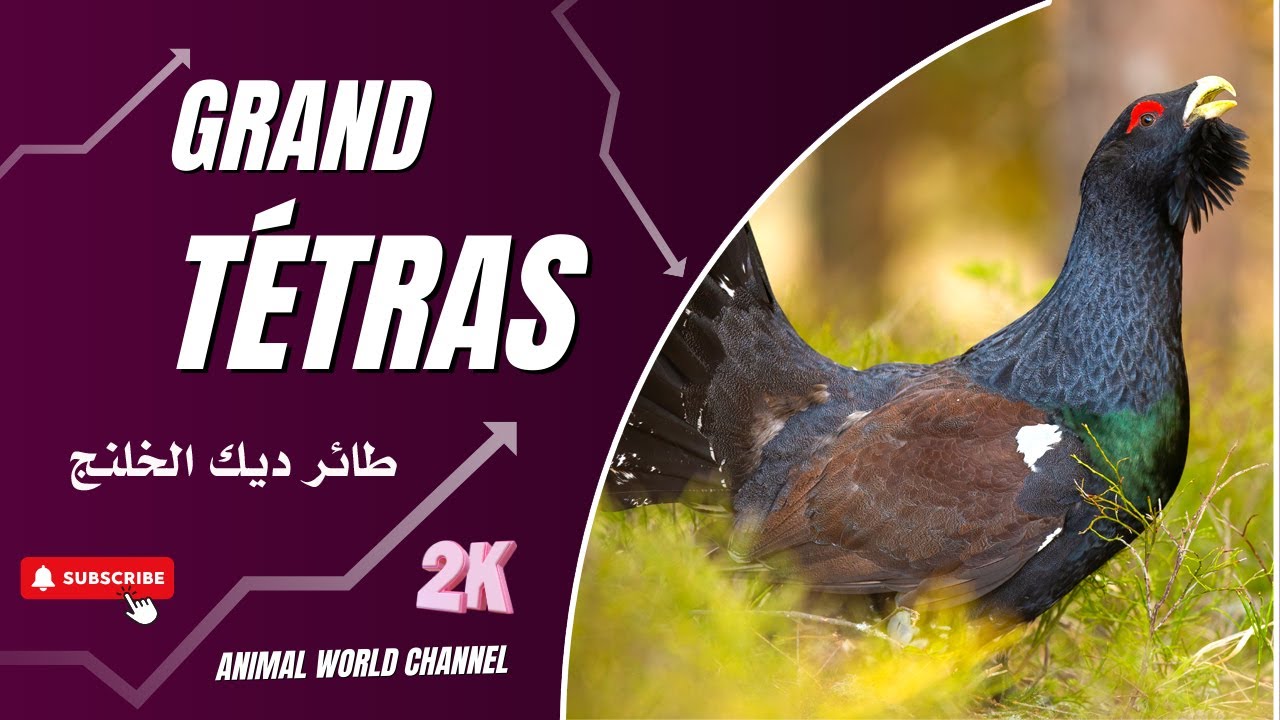 Grand Tétras : Symbole de la Faune Montagnarde
