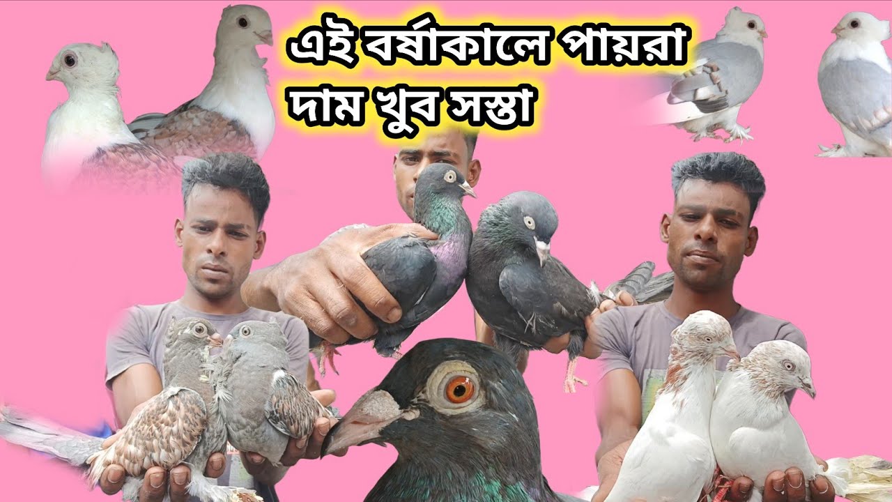 kobutar sale magrahat fancy bazar || West Bengal top quality pigeons supermarket || Bangla. Kolkata 