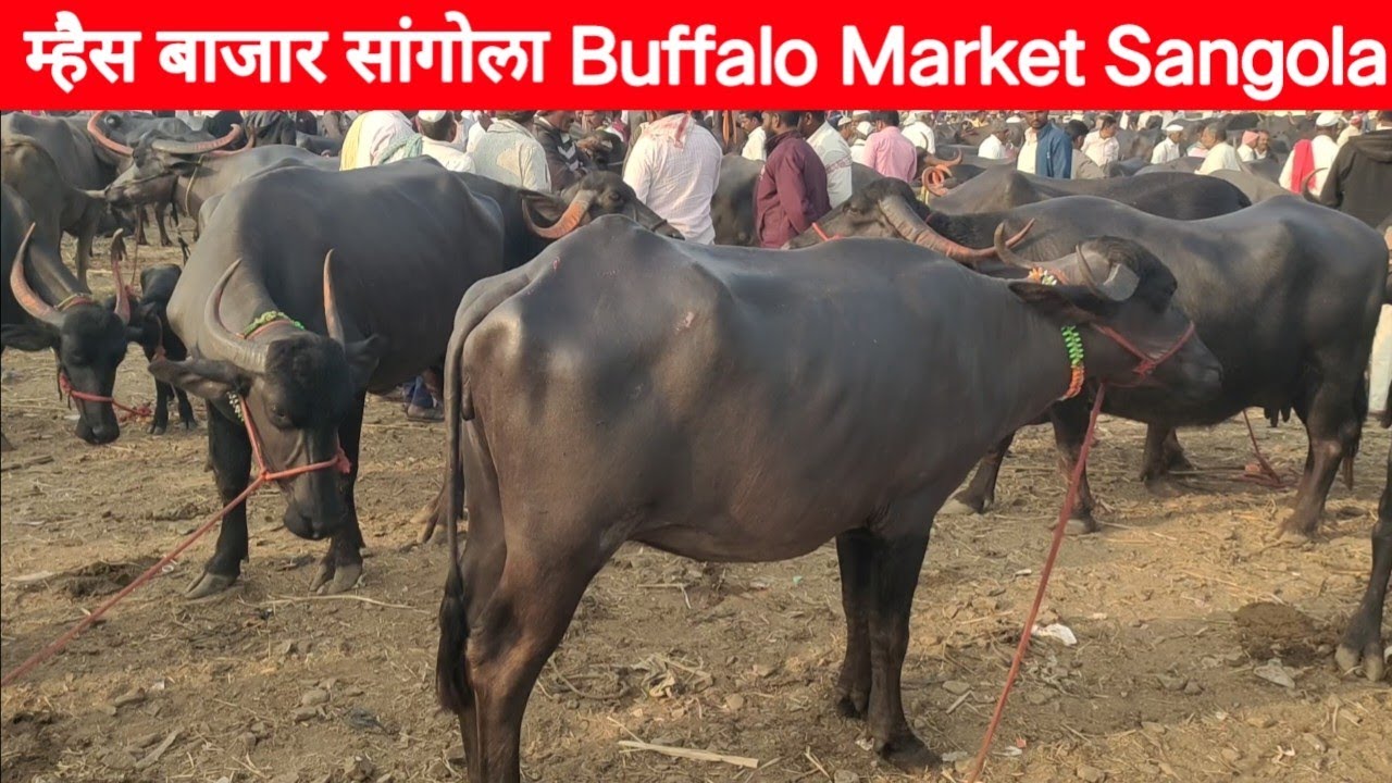 म्हैस बाजार सांगोला Buffalo Market Sangola