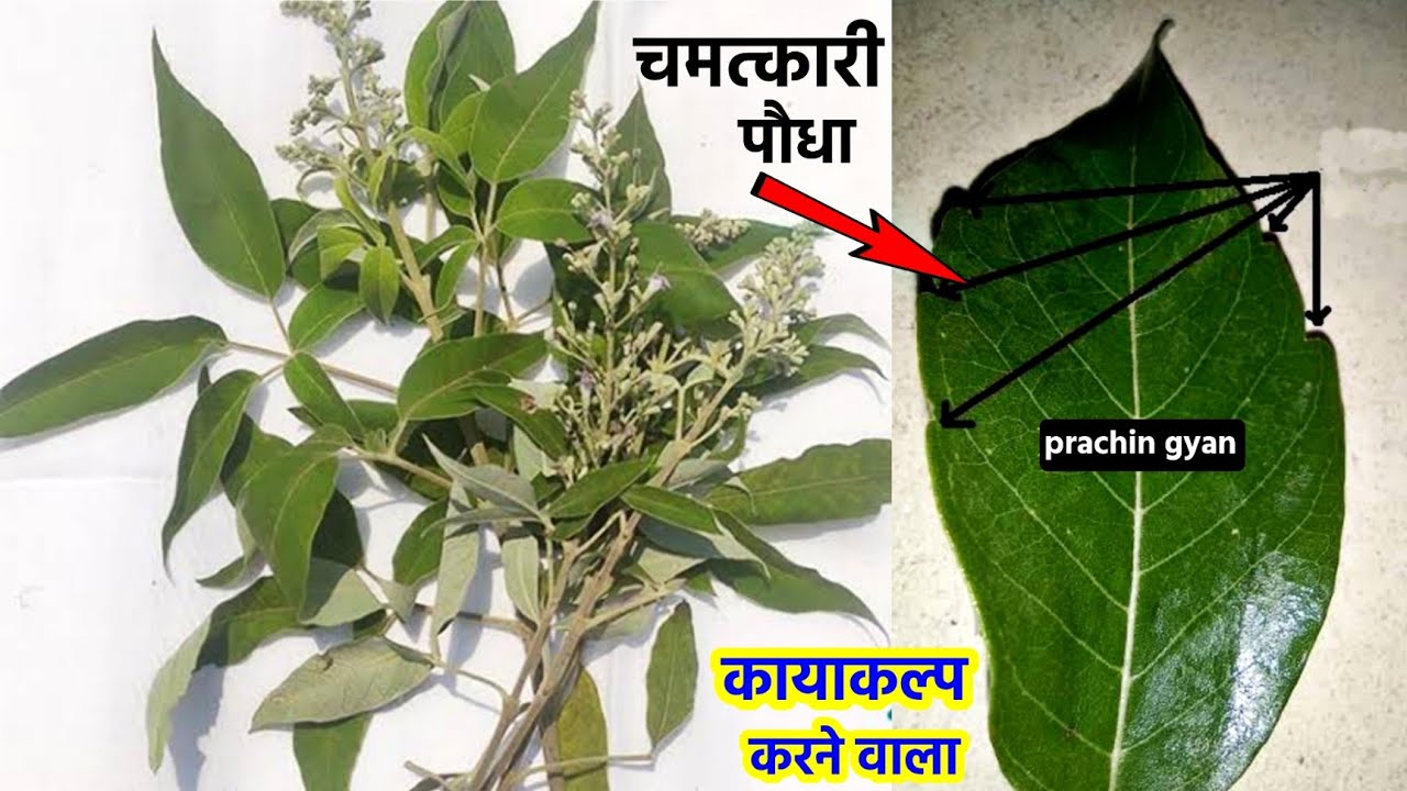 पूरे शरीर का कायाकल्प कर देगा, खाते ही मिलेगा चमत्कारी सक्तिया, उड़ने लगोगे आसमान में//
