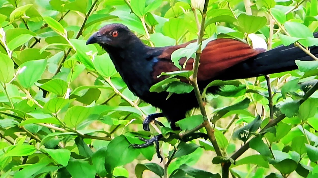 Greater Coucal uncharacteristic sounds || কুবো পাখির অদ্ভুত ডাক