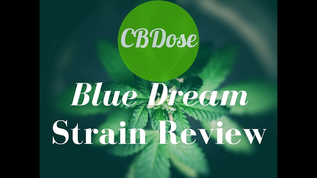 Blue Dream Strain Review [ CBDose ]
