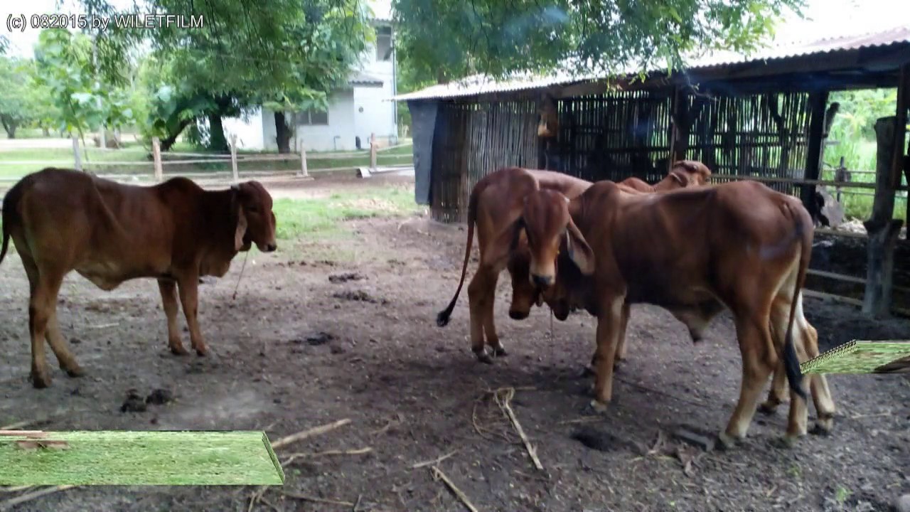 Ubon Ratchathani * Outside the City * Country Life