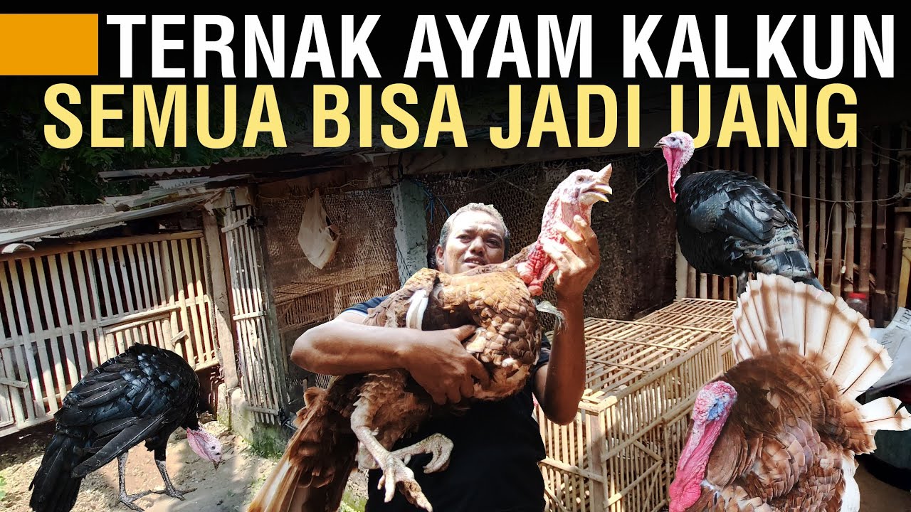 TERNAK KALKUN SKALA RUMAHAN OMSET 10-20 JUTA PER BULAN