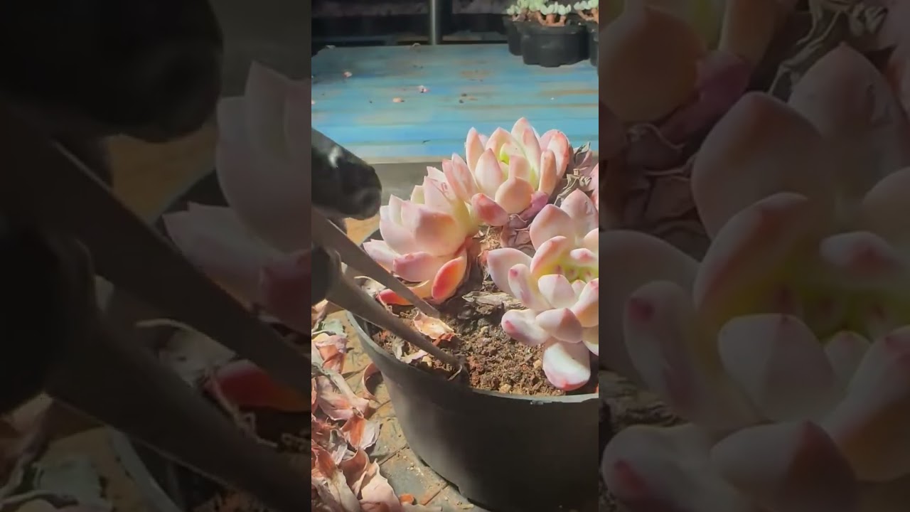 Mini Succulent Garden Tutorial | Easy Indoor Plant Setup for Beginners