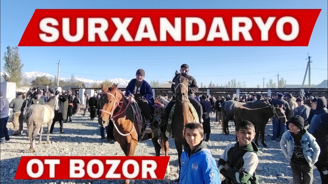 Ot Bozor Narxlari Toy va biya Narxi Surxondaryo Sariosiyo Ot bozori 