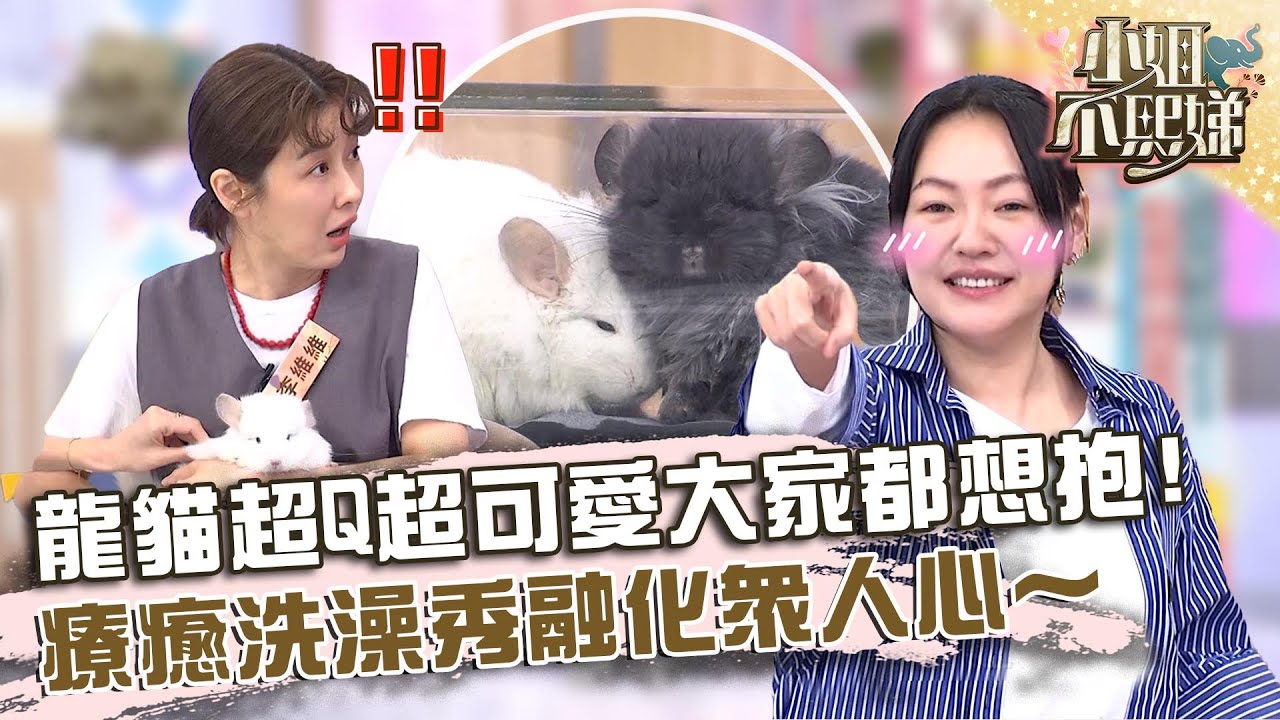 龍貓超Q超可愛大家都想抱！療癒洗澡秀融化眾人心～❤️【#小姐不熙娣】20231115 EP435 Part1 簡立喆 幽谷