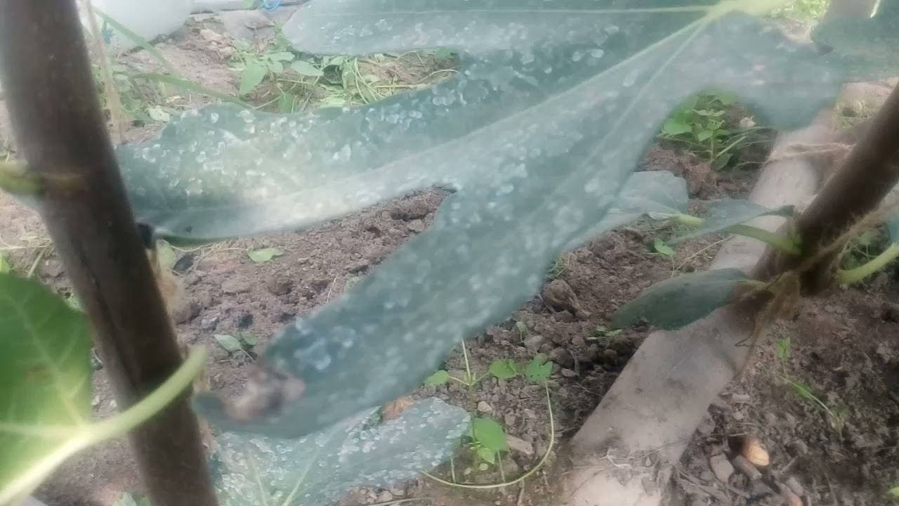 Выращивание инжира в Беларуси
