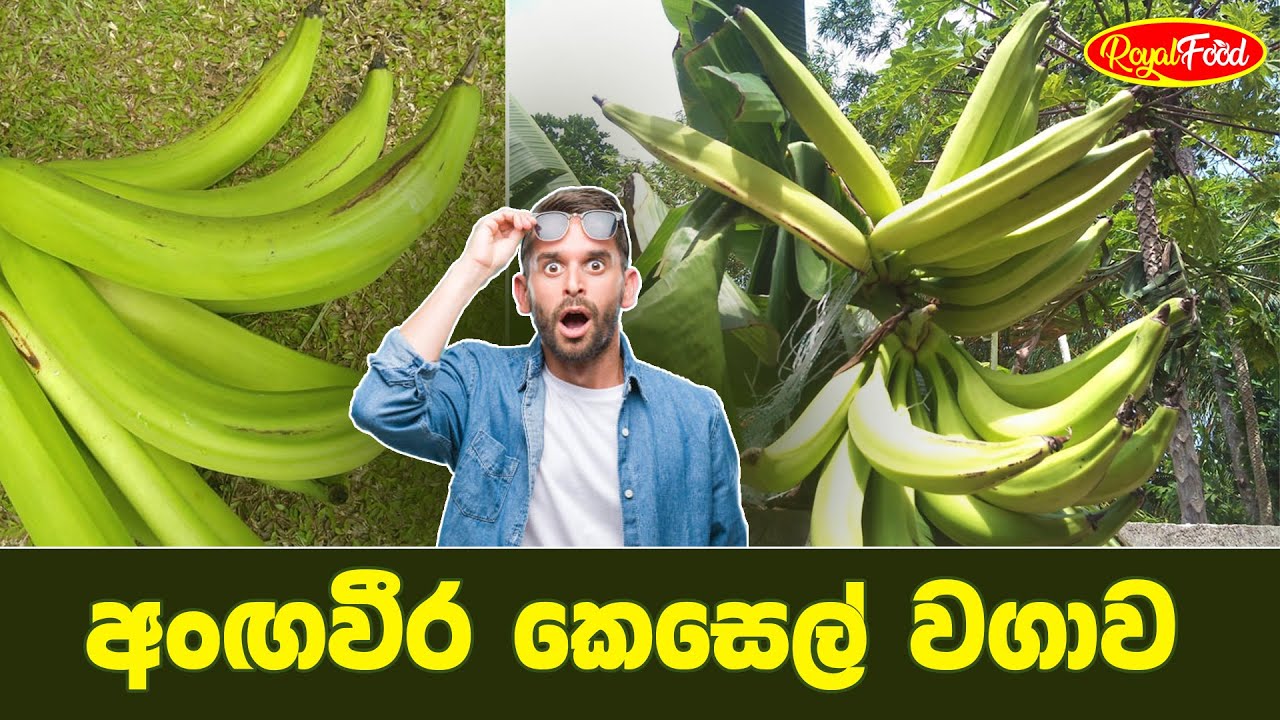 අංඟවීර කෙසෙල් වගාව | Royal Food