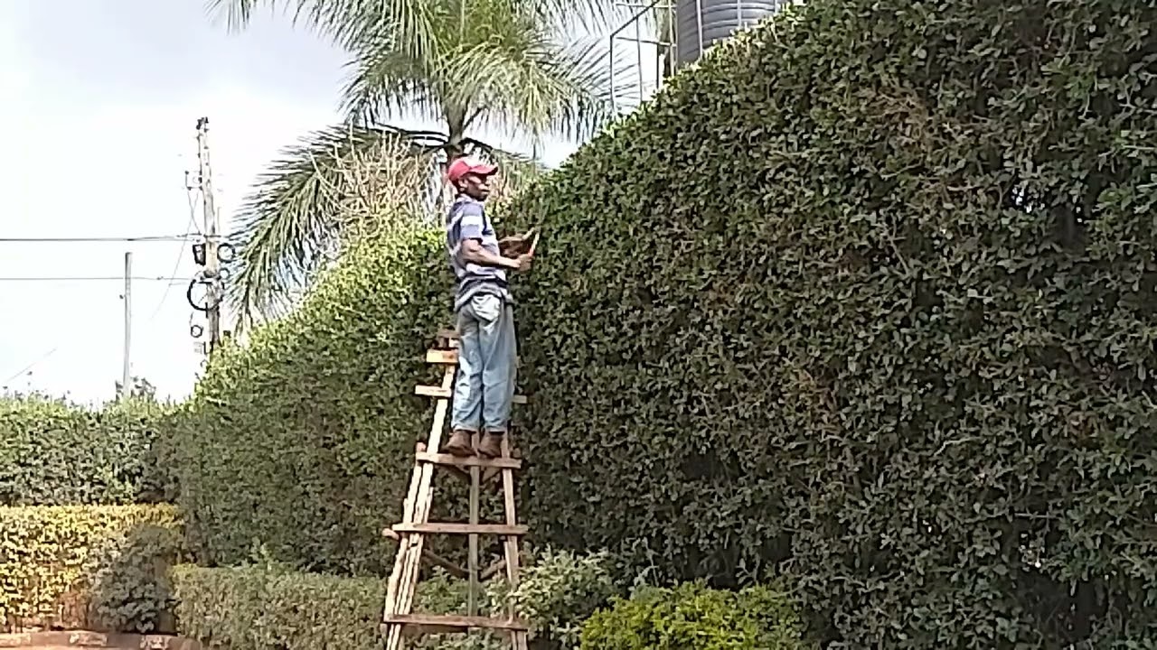 Kei apple Fence Topiary using Shears & a Machete.
