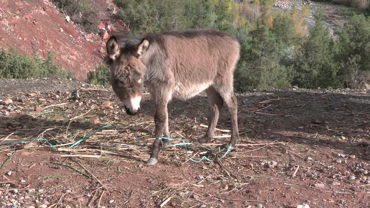 A Donkey in the Atlas Mountains, Morocco, December 2025, 4K video