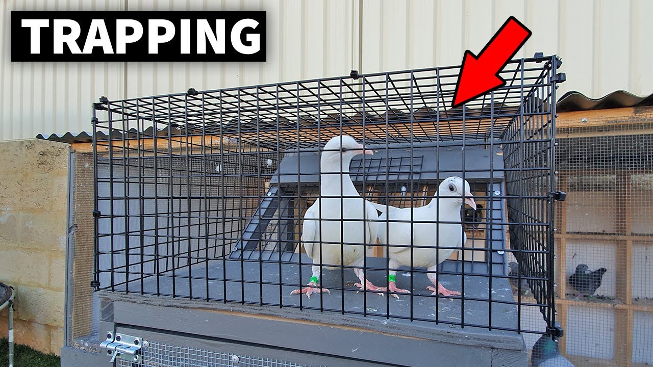 Trapping The Young Pigeons