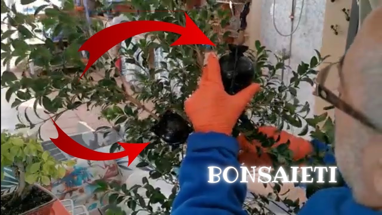 🌱Acodos en Eugenia Myrtifolia  DOS OPCIONES