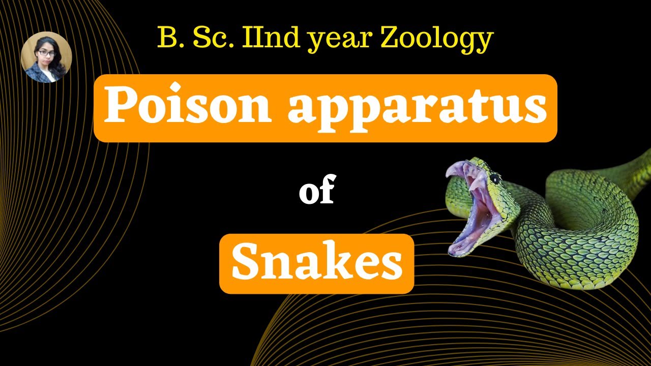 Poison apparatus of snakes II B. Sc. 2nd year II Zoology