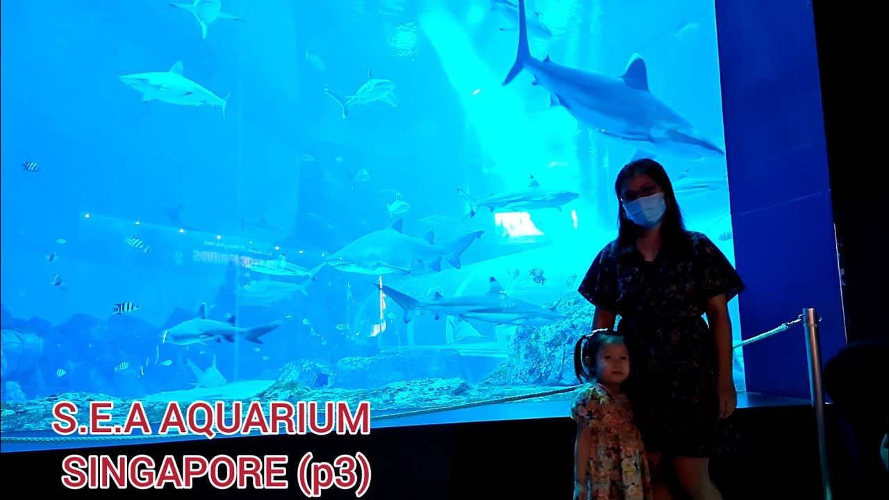 S.E.A Aquarium. Откройте для себя второй по величине аквариум в мире Часть 3. Путешествие в Сингапур