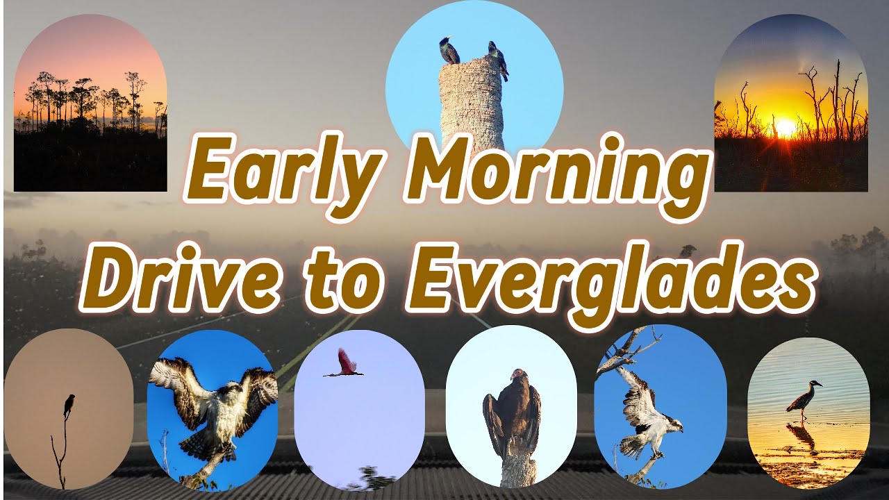 Early Morning Drive to Everglades National Park